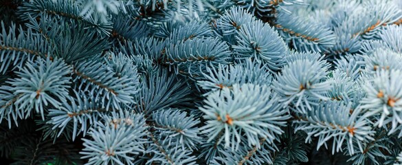 Naklejka na ściany i meble Blue spruce banner. Coniferous tree. Nature, Christmas, New Year, seasonal concept. Selective focus.