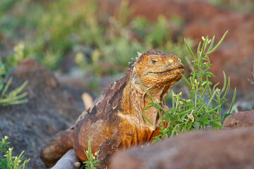 Galapagos land iguana, Conolophus subcristatus. in its natural habitat. A yellow lizard looking like a small dragon or dinosaur. Galapagos islands, Ecuador