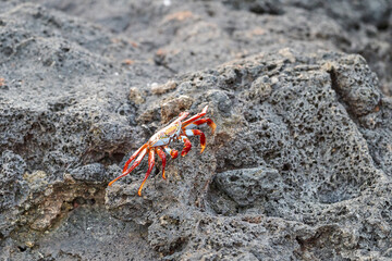 red rock crab , Grapsus grapsus, also known as Sally Lightfoot crab sitting on the lava rocks of the galapagos islands, Ecuador, South America