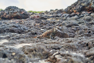 marine iguana, Amblyrhynchus cristatus, also sea, saltwater, or Galápagos marine iguana sitting on the lava rocks of the galapagos islands soaking up the sun