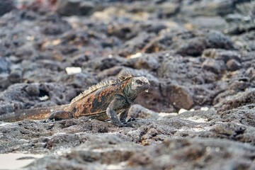 marine iguana, Amblyrhynchus cristatus, also sea, saltwater, or Galápagos marine iguana sitting on the lava rocks of the galapagos islands soaking up the sun