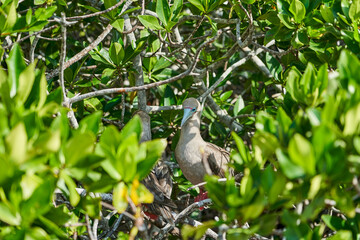 Fototapeta premium Adult red footed booby, Sula sula, is a large seabird, native to the Galapagos islands, sitting in the natural habitat. Ecuador, South America