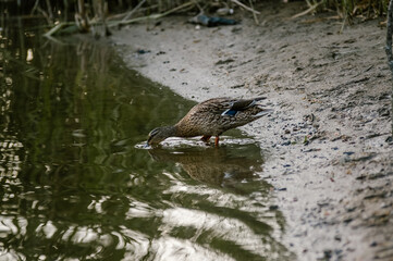 Kaczka brodząca i pijąca wodę na brzegu jeziora