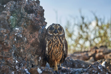 Galapagos short-eared owls are endemic to the Galapagos Islands and have small ear tufts. Owl...