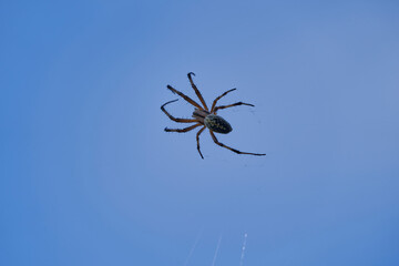 Neoscona oaxacensis, known as western spotted orbweaver and zig zag spider on the Galapagos Islands, hanging in its spider web