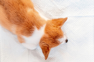 Welsh Corgi Pembroke laying on absorbent sheet at home interior. Dog and puppy pee. Potty training pads for pets. © Karyna