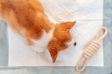 Welsh Corgi Pembroke laying on absorbent sheet at home interior. Dog and puppy pee. Potty training pads for pets. © Karyna