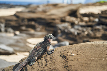 marine iguana, Amblyrhynchus cristatus, also sea, saltwater, or Galápagos marine iguana sitting on the lava rocks of the galapagos islands soaking up the sun