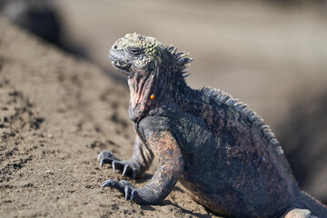 marine iguana, Amblyrhynchus cristatus, also sea, saltwater, or Galápagos marine iguana sitting on the lava rocks of the galapagos islands soaking up the sun