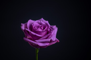 Fototapeta na wymiar purple rose