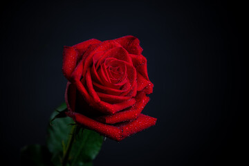 red rose