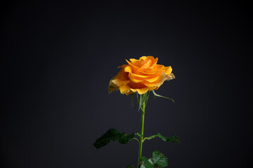 orange rose