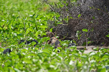 Galapagos land iguana, Conolophus subcristatus. in its natural habitat. A yellow lizard looking like a small dragon or dinosaur. Galapagos islands, Ecuador
