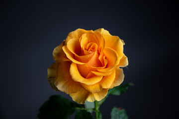 orange rose