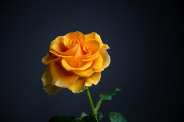 orange rose