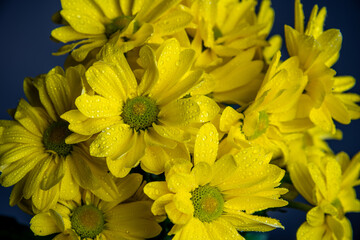 yellow chrysanthemum