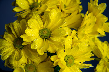yellow chrysanthemum