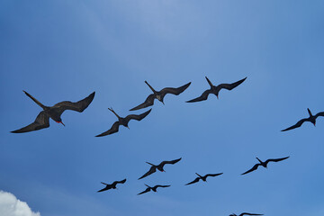 Magnificent frigatebird, Fregata magnificens, is a big black seabird with a characteristic red gular sac. Frigate bird soaring the clear blue sky over the galapagos islands, Ecuador, South America