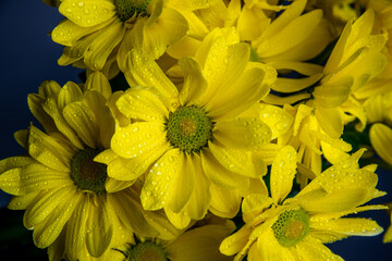 yellow chrysanthemum
