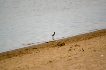 Mały ptaszek brodzący w wodzie na plaży   © Monika