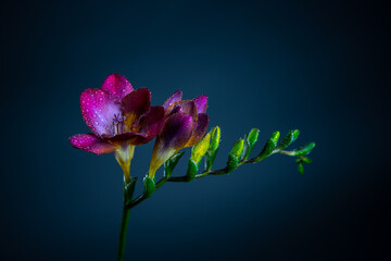 amazing freesia
