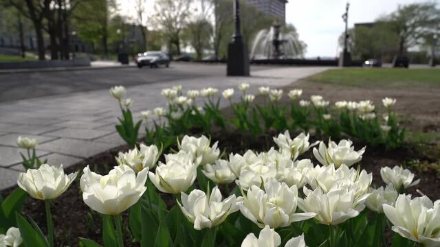 flower on the front of Tourny fountain in Quebec City landmark background
