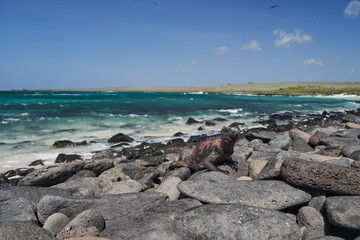 marine iguana, Amblyrhynchus cristatus, also sea, saltwater, or Galápagos marine iguana sitting on the lava rocks of the galapagos islands soaking up the sun