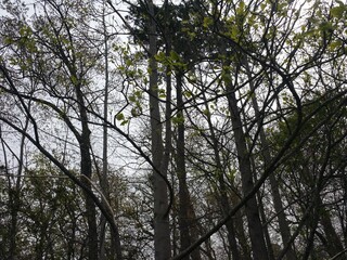 trees in the sky