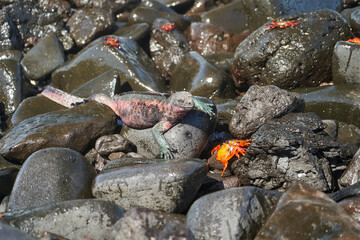 marine iguana, Amblyrhynchus cristatus, also sea, saltwater, or Galápagos marine iguana sitting amongst Sally Lightfoot crab, Grapsus grapsus, on the lava rocks of the galapagos islands.