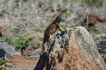 Female Galápagos lava lizard, Microlophus albemarlensis, also the Albemarle lava lizard, is a species of lava lizard endemic to the Galápagos Islands and belongs to the family of Iguana