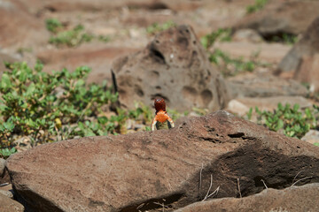 Female Galápagos lava lizard, Microlophus albemarlensis, also the Albemarle lava lizard, is a species of lava lizard endemic to the Galápagos Islands and belongs to the family of Iguana