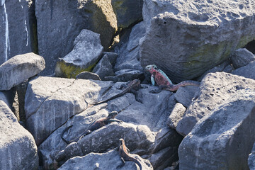 marine iguana, Amblyrhynchus cristatus, also sea, saltwater, or Galápagos marine iguana sitting on the lava rocks of the galapagos islands soaking up the sun