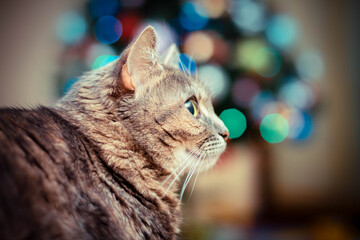 big gray cat with beautiful eyes on the background of the Christmas tree and bokeh of lights