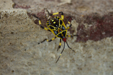 cockroach on the stone