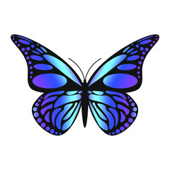 butterfly isolated on white