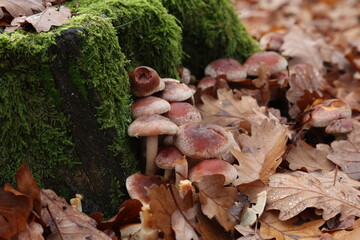Autumn mushrooms grow in the forest on a stump
