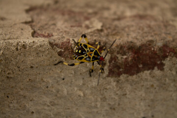 spider on the ground