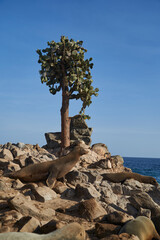 Galapagos sea lion lying at the rocky beach close to Opuntia echios, Galápagos prickly pear, which is giant cactus with appearance of a tree, endemic to the galapagos islands, Ecuador, South America