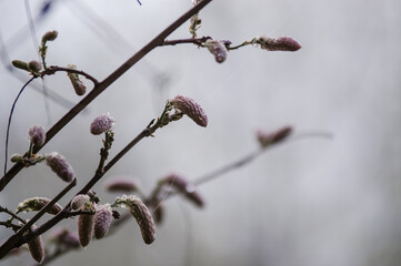 Delikatne listki i bazie wisterii na gałązkach w porannym świetle we mgle  © Monika