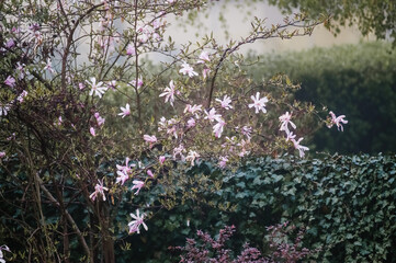 Kompozycja kwiatowa różowo białe kwiaty magnolii na tle ogrodu ujęcie we mgle	

