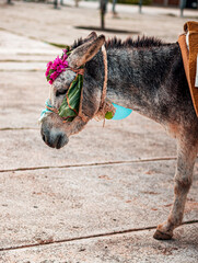 Burro pensativo