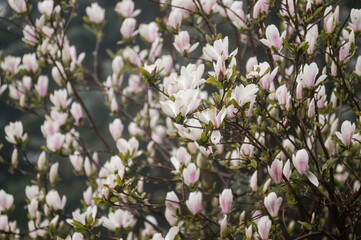 Kompozycja kwiatowa różowo białe kwiaty magnolii we mgle	
