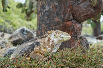 Galapagos land iguana, Conolophus subcristatus. in its natural habitat. A yellow lizard looking like a small dragon or dinosaur. Galapagos islands, Ecuador