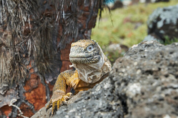 Galapagos land iguana, Conolophus subcristatus. in its natural habitat. A yellow lizard looking like a small dragon or dinosaur. Galapagos islands, Ecuador