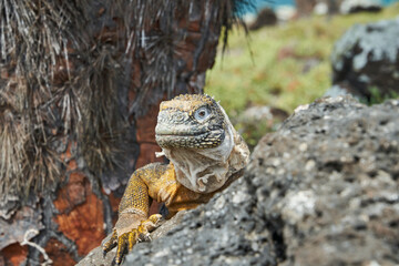 Galapagos land iguana, Conolophus subcristatus. in its natural habitat. A yellow lizard looking like a small dragon or dinosaur. Galapagos islands, Ecuador