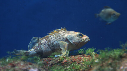 Gallineta en el acuario del Aquarium Finisterrae, La Coruña, Galicia