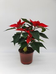 red flower in a pot