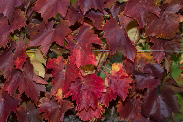 Vineyards in the autumn with red foliage. Transition of the vine to wintering. Wine-making. Technology of wine production. Wine production in Moldova.