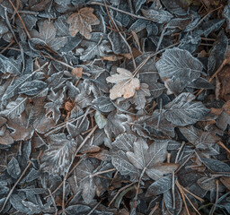 foglie ghiacciate texture