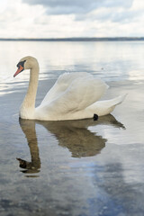 Obraz na płótnie Canvas White swans swim in the lake. Kaliningrad region.